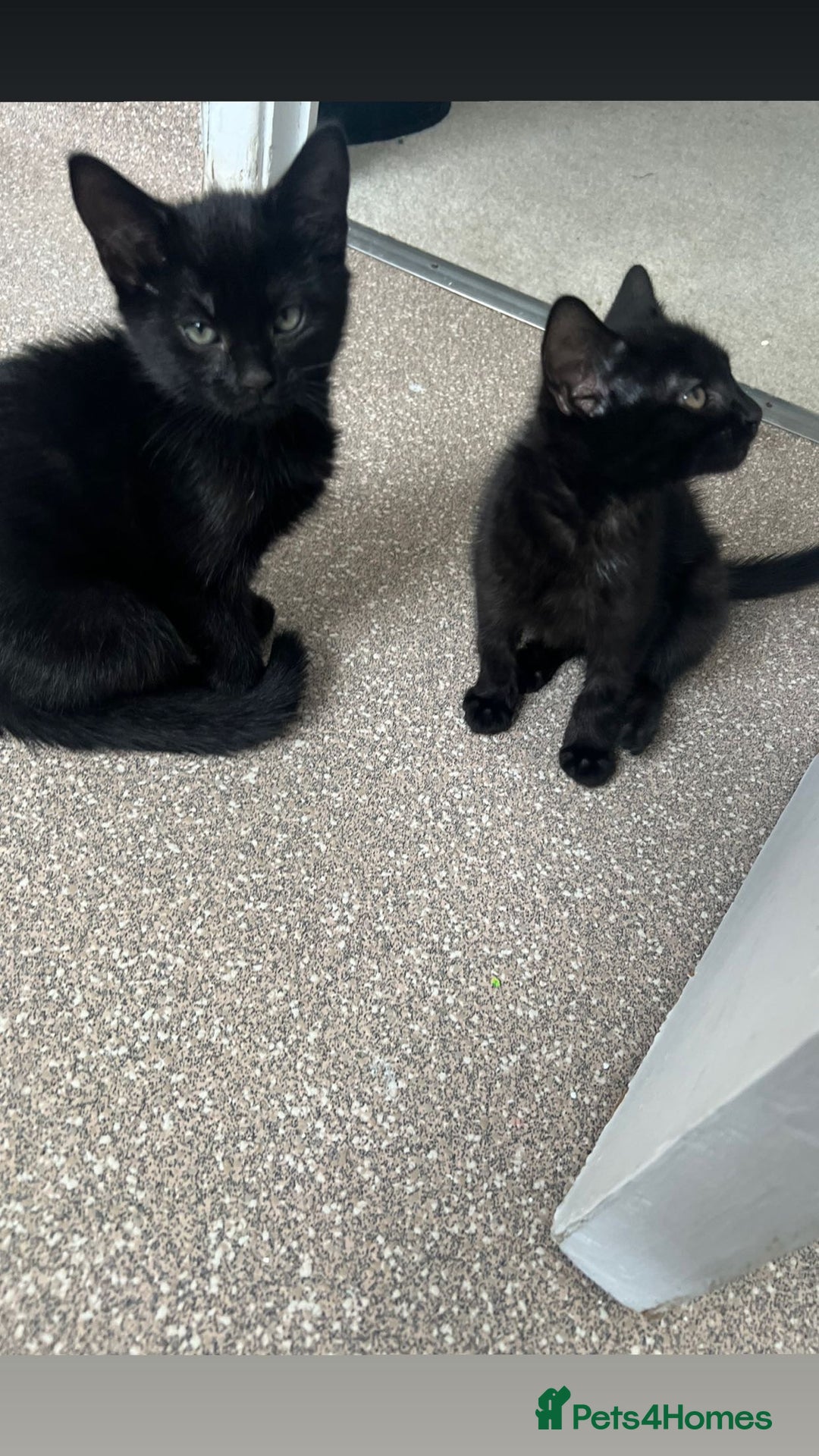 Mixed Breed cats for sale: 3 MONTH OLD BLACK KITTEN  - Image 2