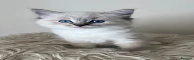 Ragdoll Kitten 2