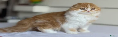 Scottish Fold Kitten KOVU