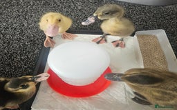 Ducks poultry for sale: Ducklings for sale - Image 5