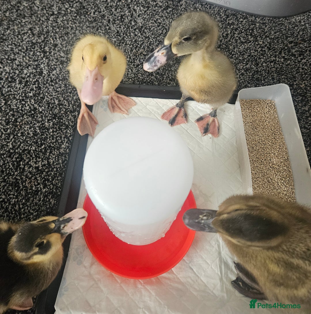 Ducks poultry for sale: Ducklings for sale - Image 5