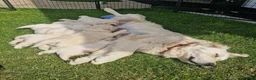 Golden Retriever dogs for sale: Beautiful KC Registered golden retriever puppies - Advert 4