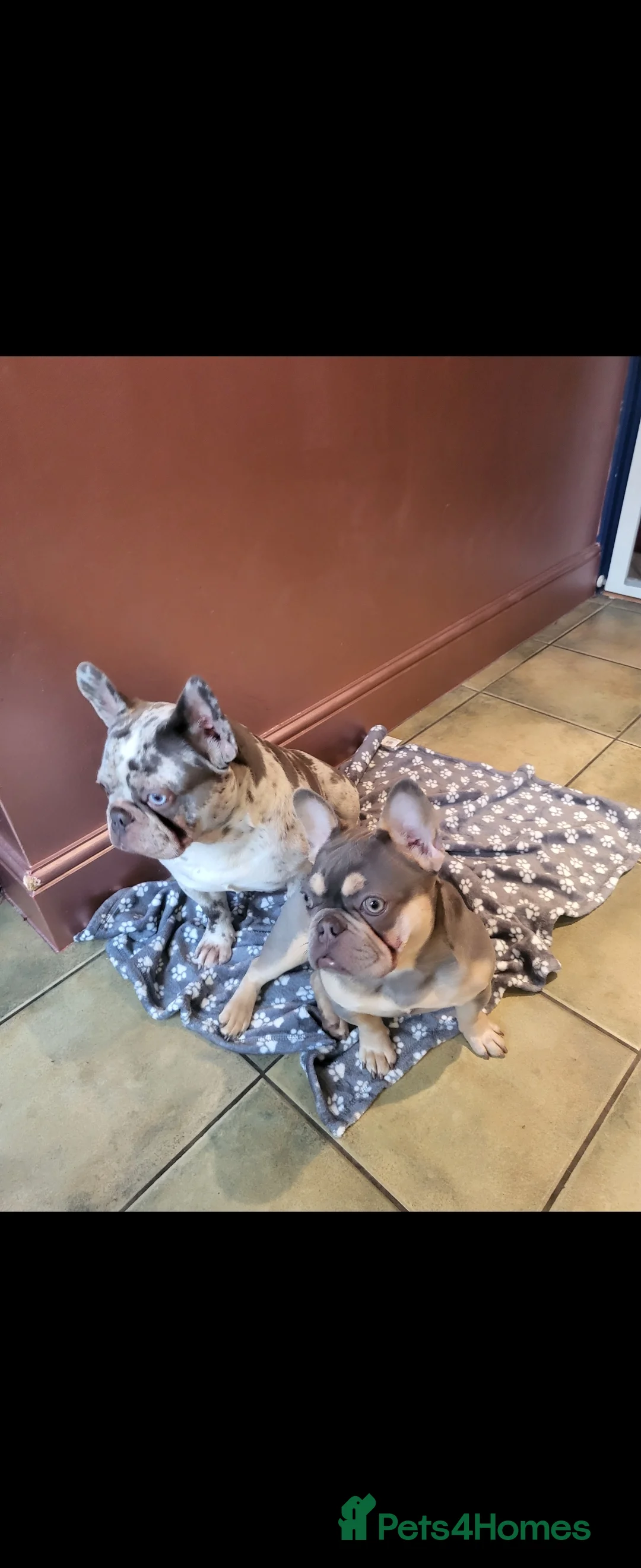 French Bulldog dogs for sale: French Bulldog for sale - Advert 12