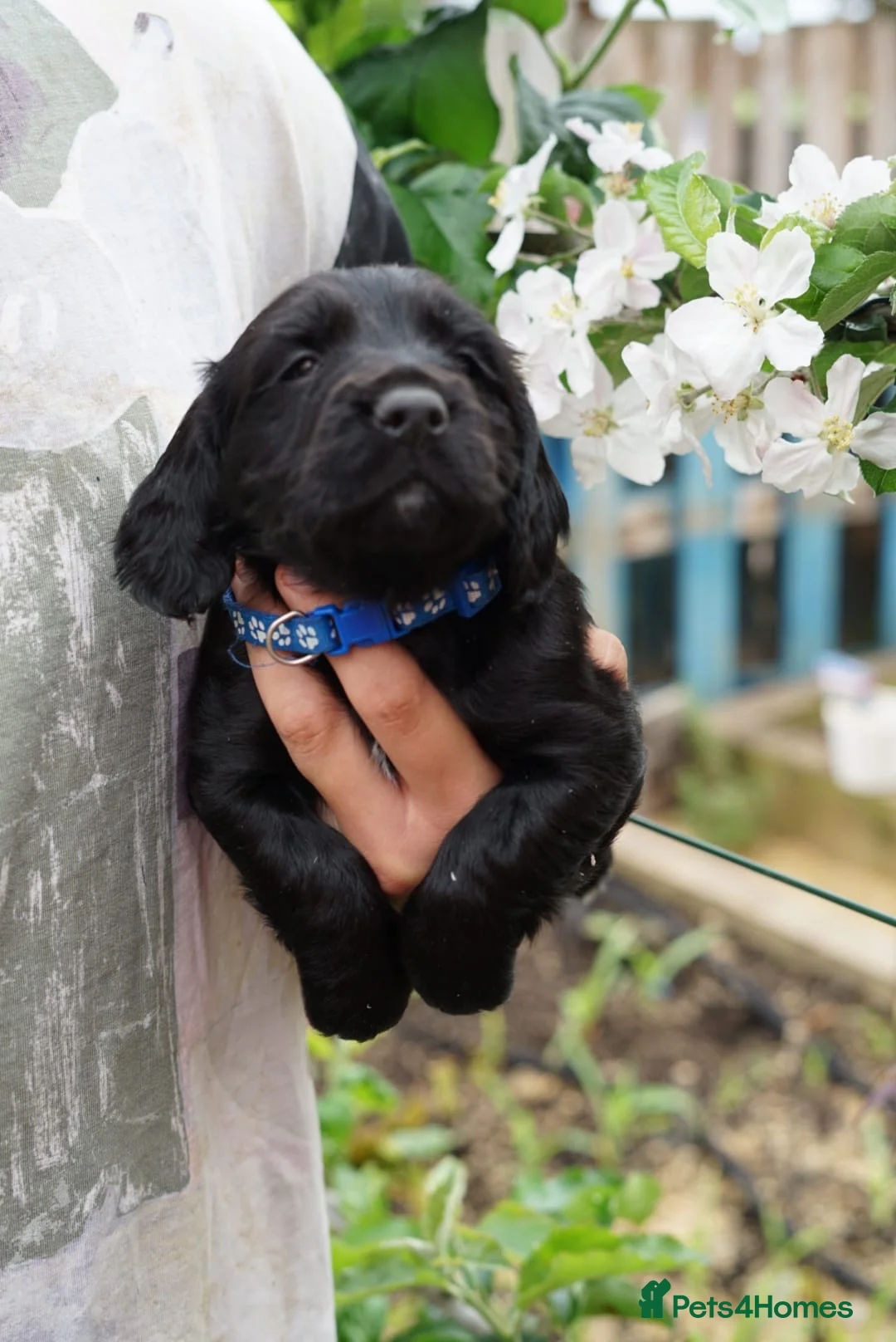 Sprocker dogs for sale: Joyful Sprocker Puppies for Sale - Advert 34