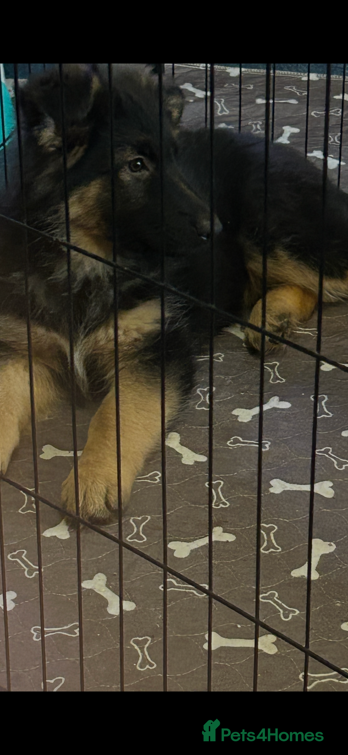 German Shepherd dogs German Shepherd straight backed puppies  - Advert 17