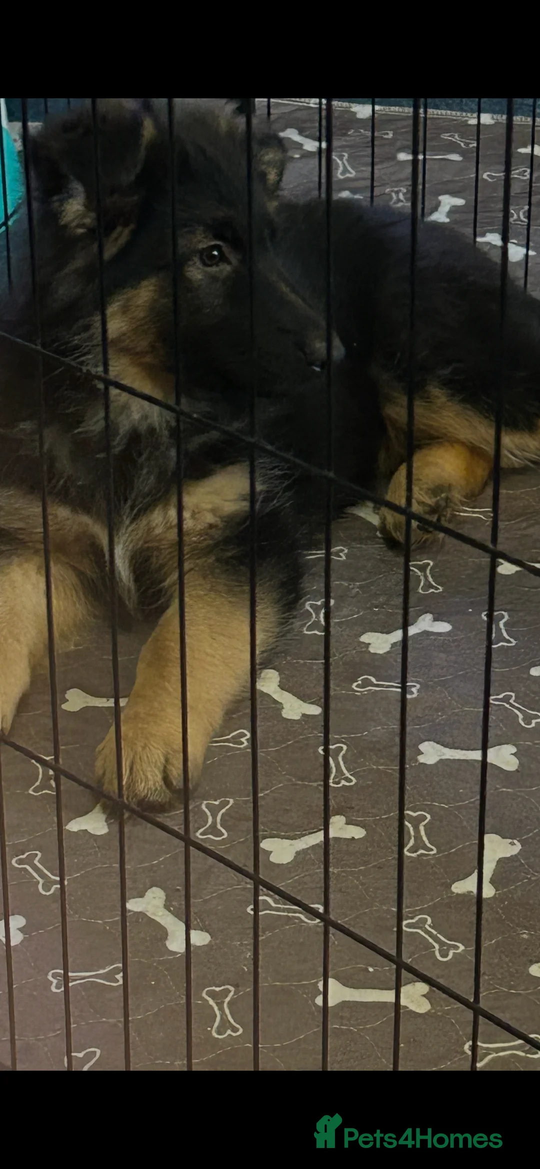 German Shepherd dogs for sale: Last 4 German Shepherd straight backed puppies  - Advert 1