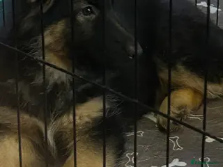 German Shepherd dogs German Shepherd straight backed puppies - Advert 17