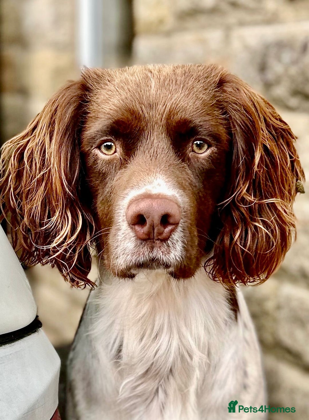 English Springer Spaniel dogs for sale: KC Reg English Springer Spaniels - 2 girls left - Advert 7