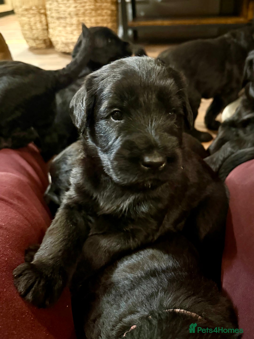 Giant Schnauzer dogs for sale: Show quality KC registered Giant Schnauzers  - Advert 5