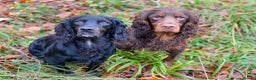 Cocker Spaniel dogs for stud: Our lovable & small type black cocker spaniel stud in Bristol - Advert 3