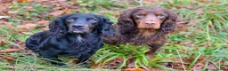 Cocker Spaniel dogs for stud: Our lovable & small type black cocker spaniel stud in Bristol - Advert 3