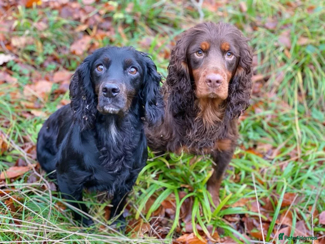Cocker Spaniel dogs for stud: Our lovable & small type black cocker spaniel stud in Bristol - Advert 3
