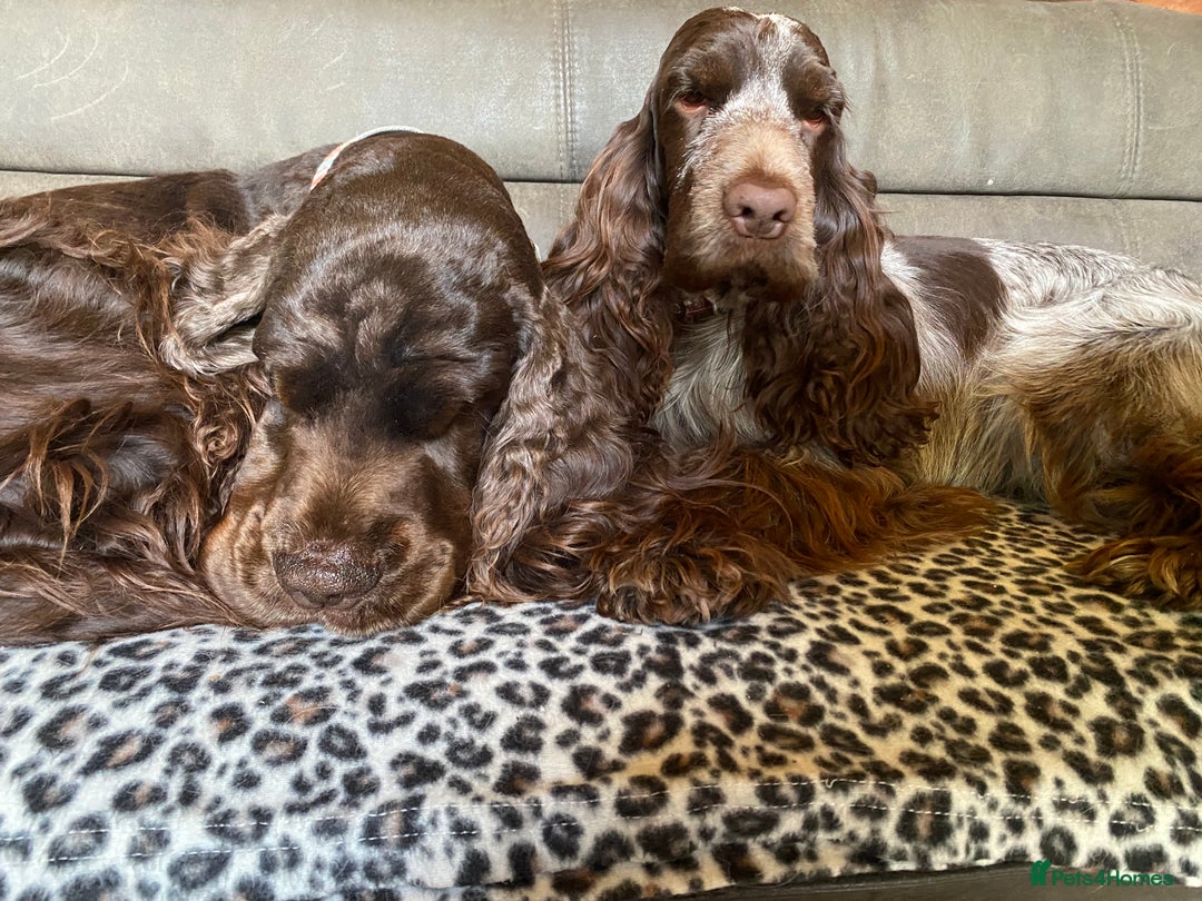 Cocker Spaniel dogs for sale: Lovely show Cocker spaniel puppies 🐶  - Advert 15