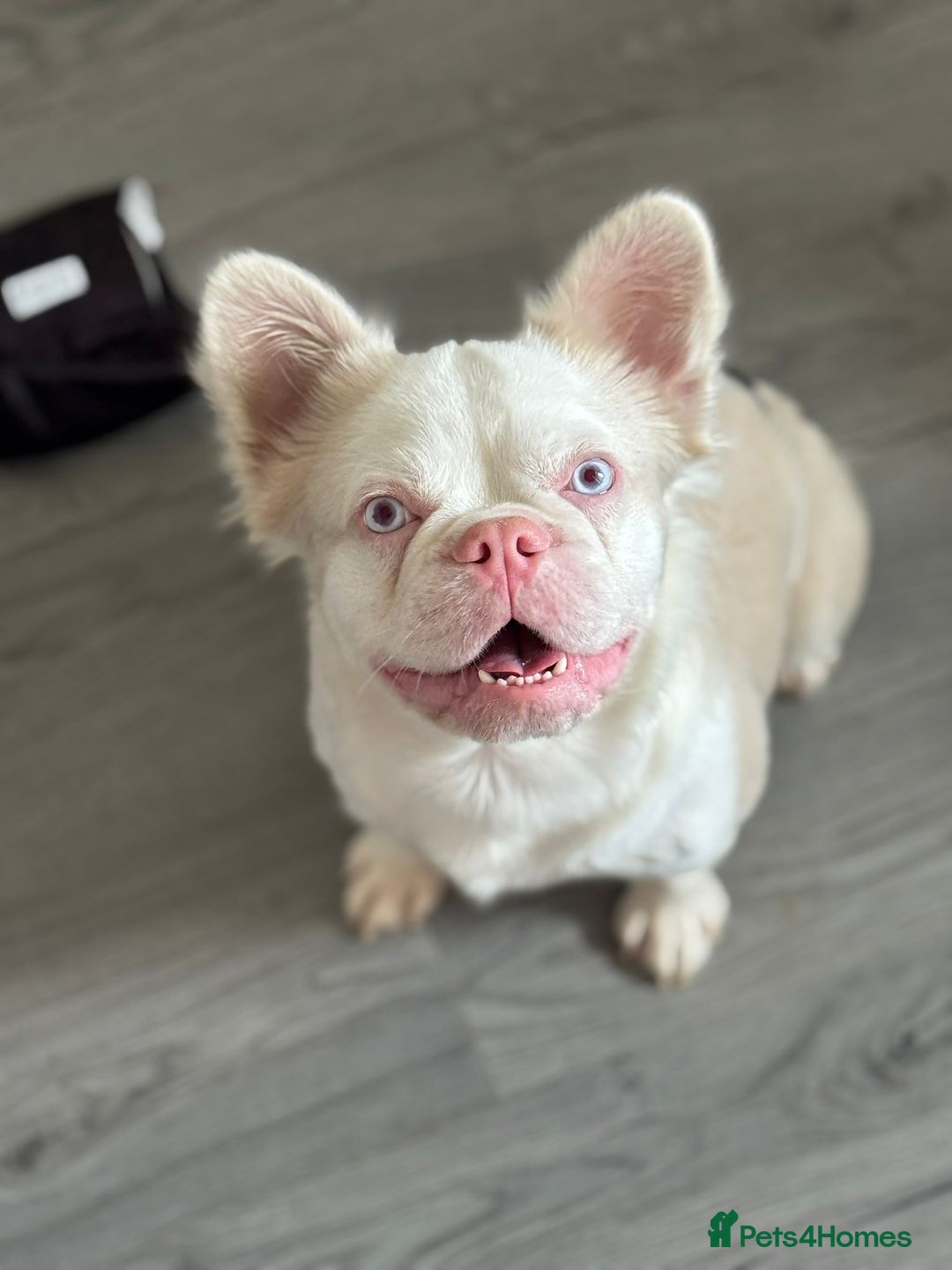 French Bulldog dogs for stud: 💕Rocco- pink fluffy boy for stud💕 - Advert 1