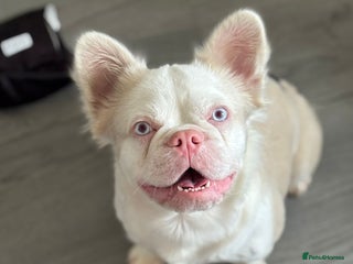 French Bulldog dogs 💕Rocco- pink fluffy boy for stud💕 - Advert 7