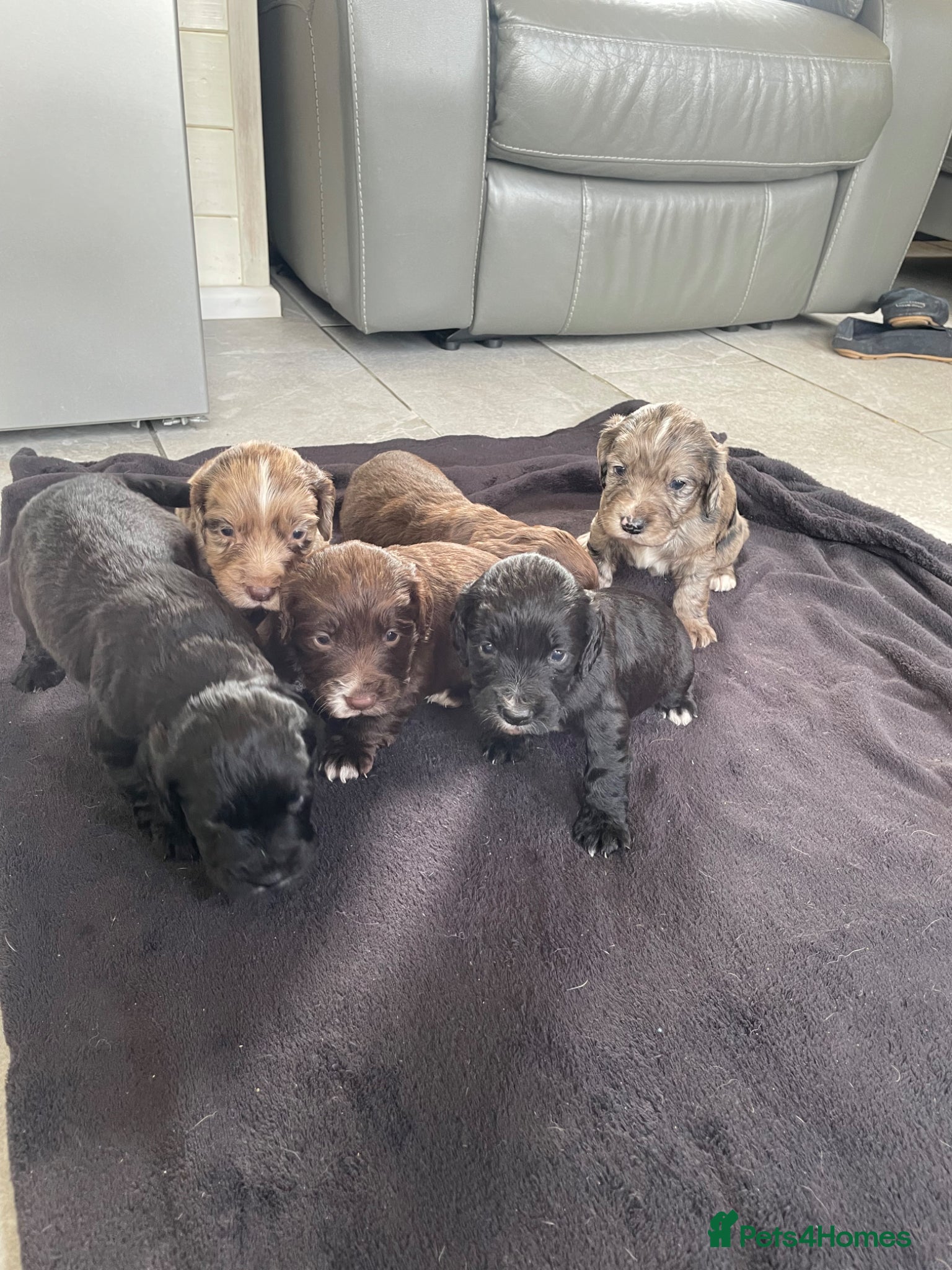 Cocker Spaniel dogs WORKING COCKER SPANIEL PUPS READY 26TH MAY - Advert 16