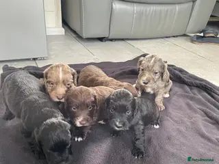 Cocker Spaniel dogs WORKING COCKER SPANIEL PUPS READY 26TH MAY - Advert 16