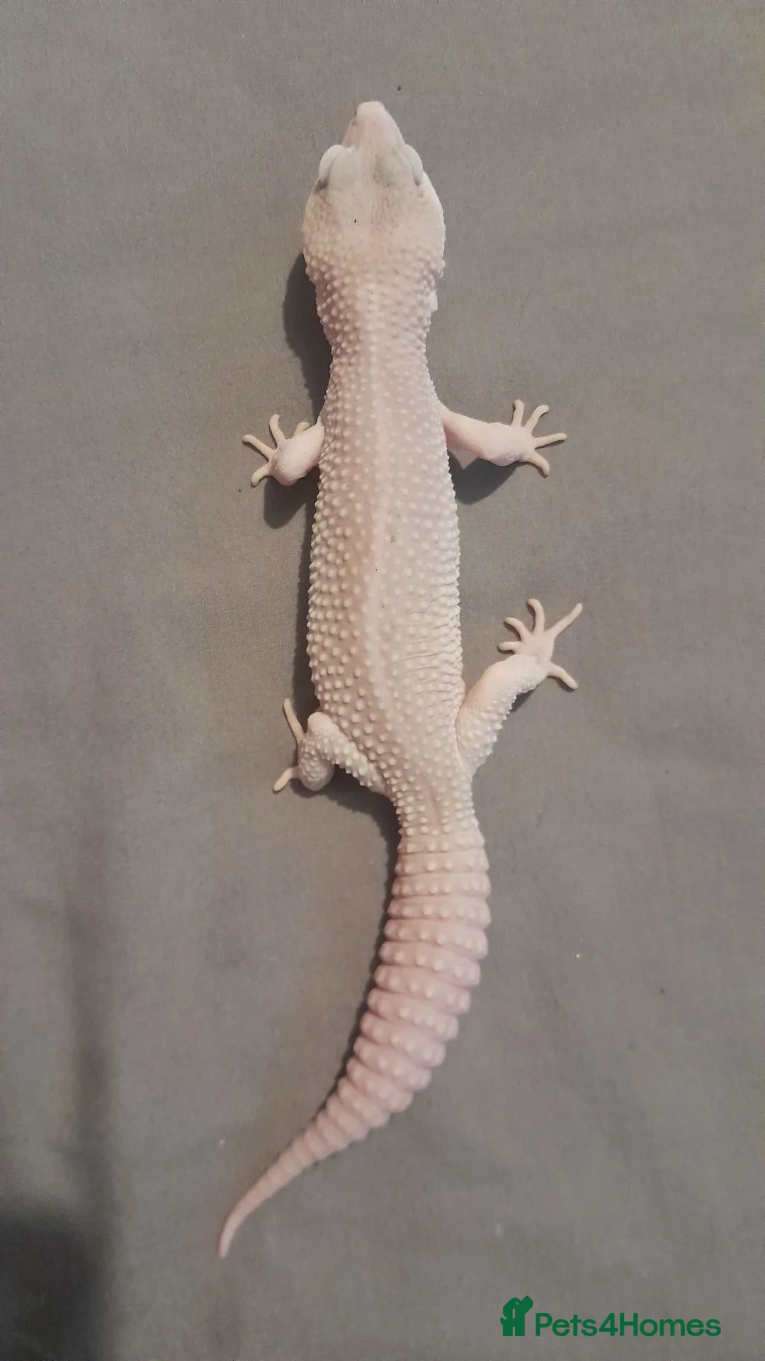 Leopard Gecko reptiles for sale: male super platinum leopard gecko  in Birmingham - Advert 3
