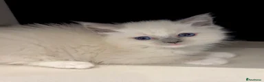 Ragdoll Kitten 5