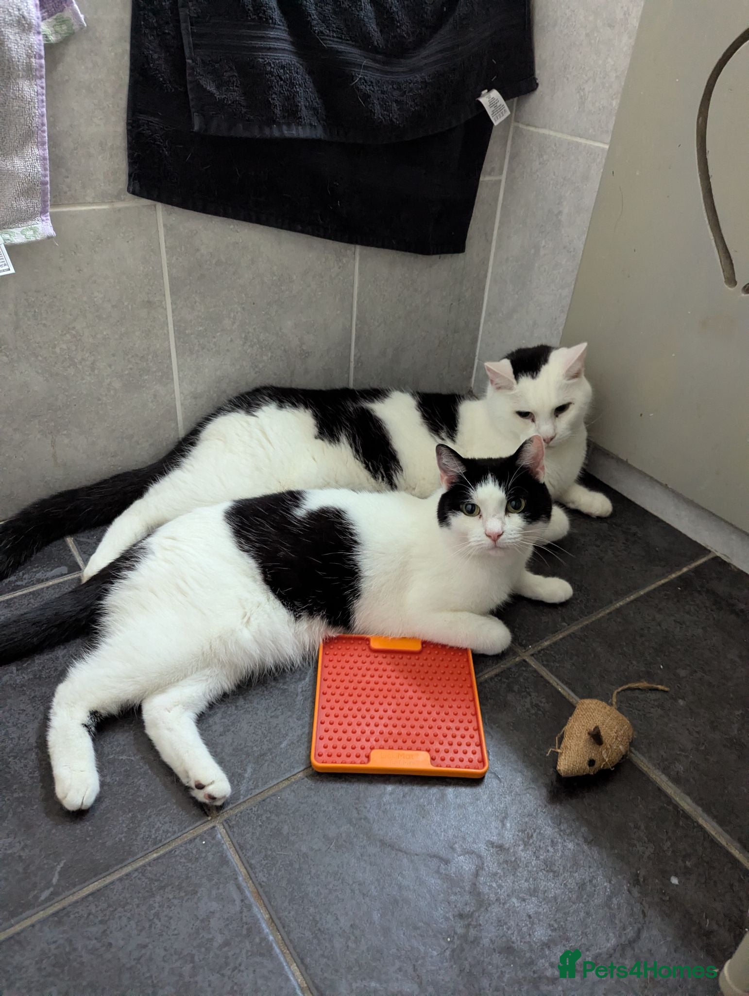 Domestic Shorthair cats Two 9 Year Old Cats - Advert 18