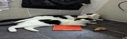 Domestic Shorthair cats for sale: Two 9 Year Old Cats in Leicester - Advert 1