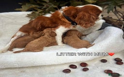 Cavapoo dogs for sale: 🐾 Red f1 Cavapoo Puppies 🐾 - Image 10