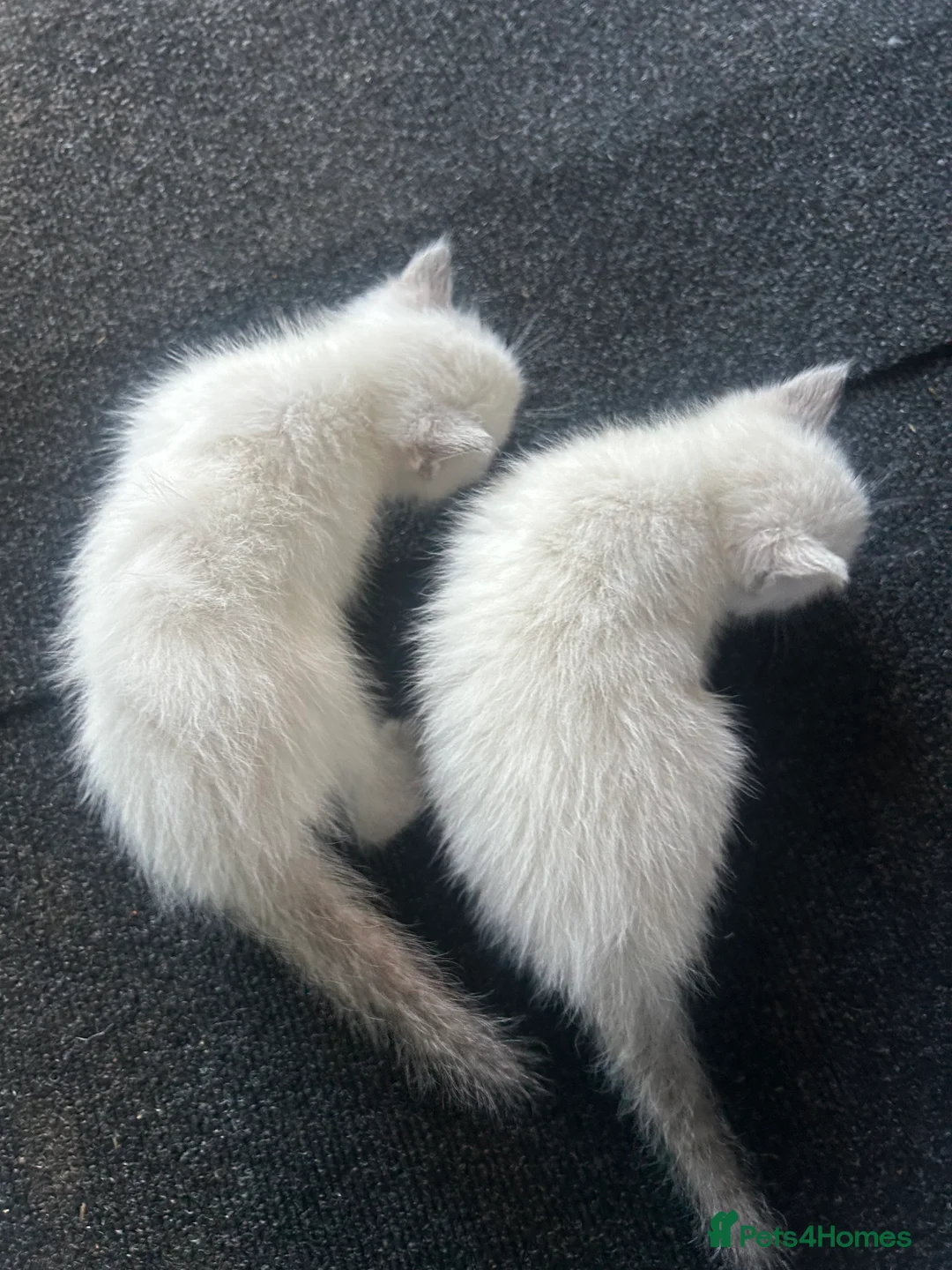 Mixed Breed cats for sale: Ragdoll x Tabbie kittens - Advert 11