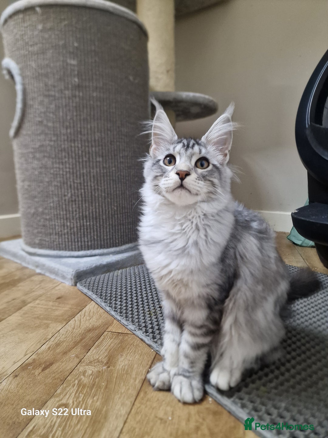 Maine Coon cats for sale: Pure maine coon - Image 3