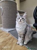 Maine Coon cats - Advert 2