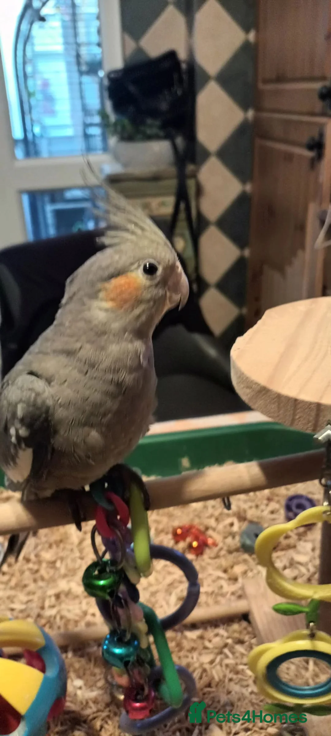 Cockatiels birds for sale: Beautiful hand reared Cockatiel chick  in Croydon - Advert 2