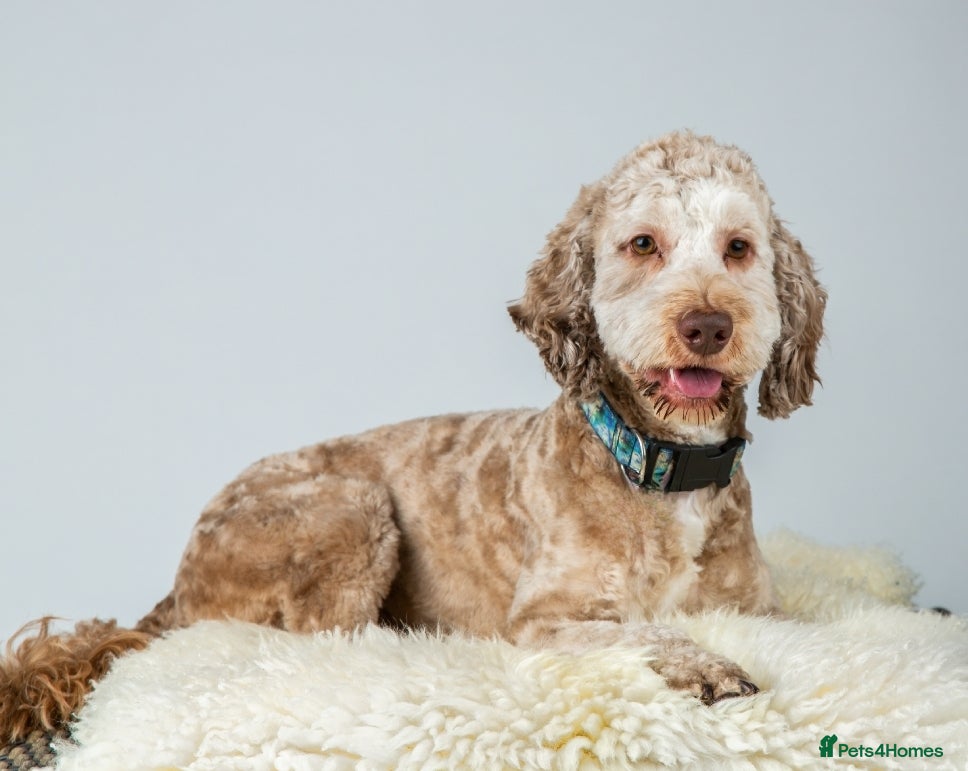 Cockapoo dogs Buddy - F2b Merle Cockapoo REPEATEDLY PROVEN  Stud in Manchester - Advert 1