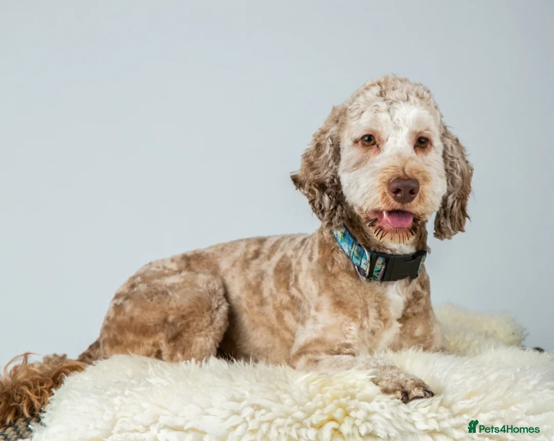 Cockapoo dogs for stud: Buddy - F2b Merle Cockapoo REPEATEDLY PROVEN  Stud in Manchester - Advert 1