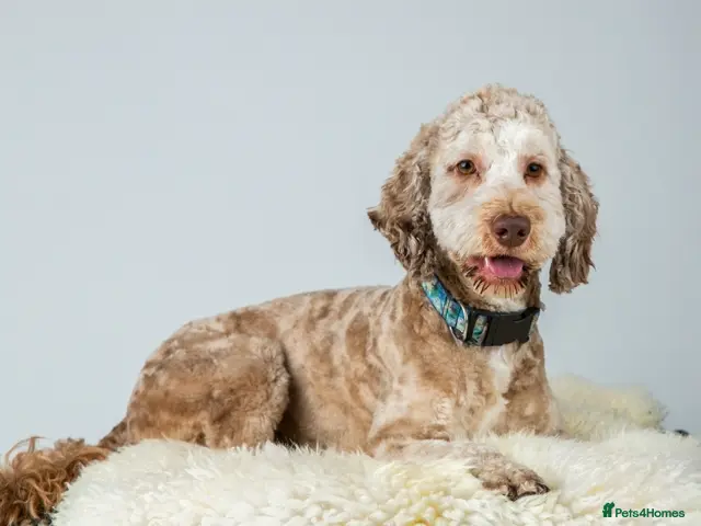 Cockapoo dogs for stud: Buddy - F2b Merle Cockapoo REPEATEDLY PROVEN Stud - Advert 2