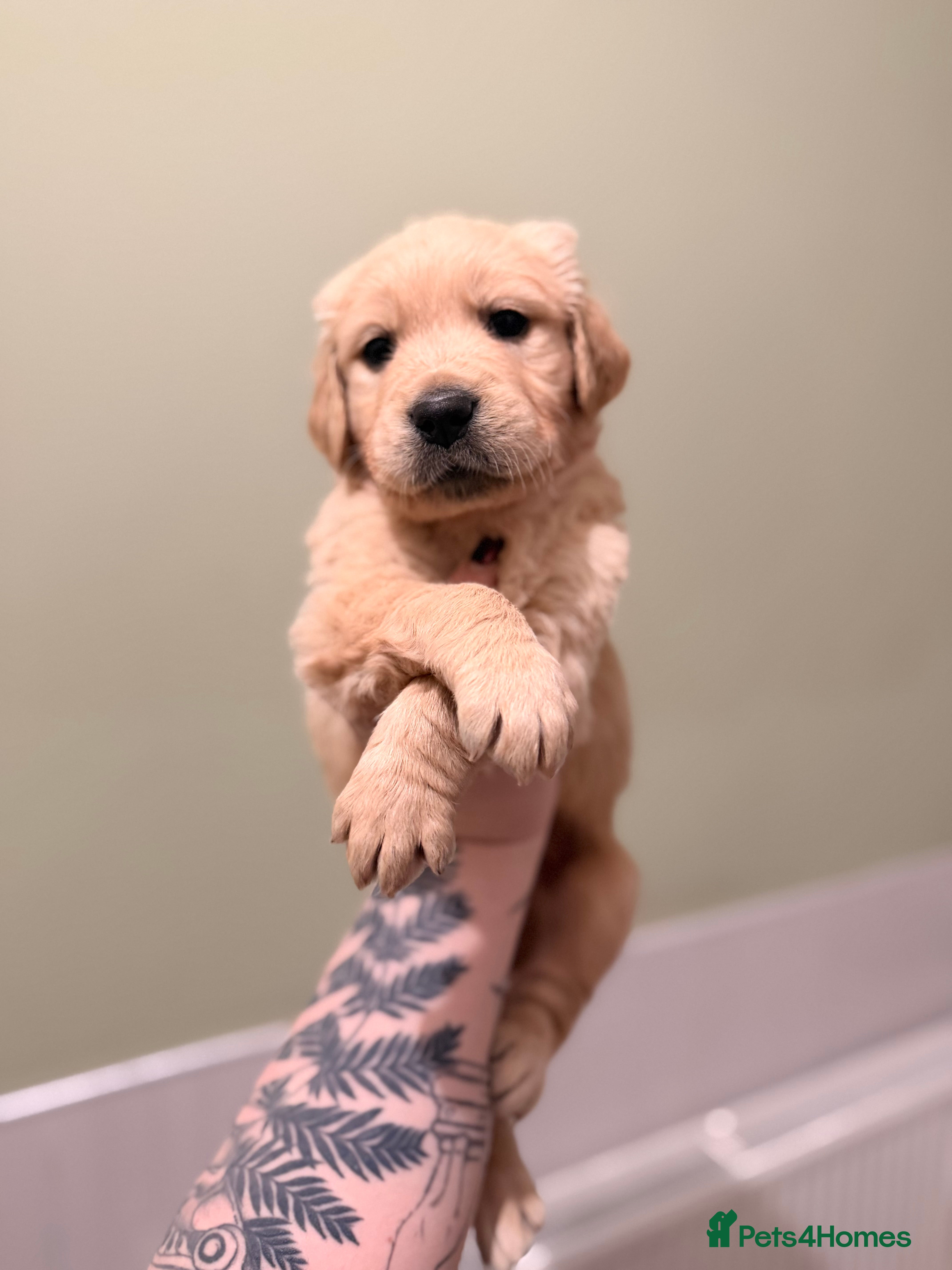 Golden Retriever dogs KC HEALTH TESTED PUPS *1 boy remaining* - Advert 1