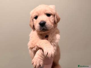 Golden Retriever dogs KC HEALTH TESTED PUPS *1 boy remaining* - Advert 1