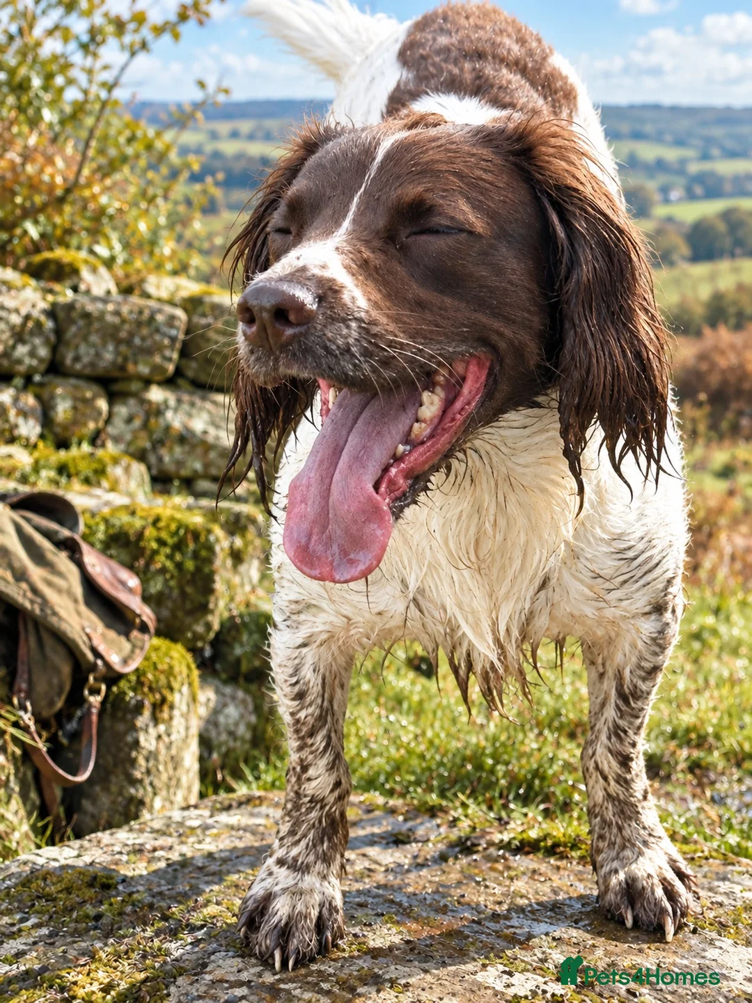English Springer Spaniel dogs for stud: At Stud, REDWATERS FIRECRACKER ( Reggie) - Advert 5