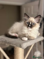 Ragdoll cats GCCF reg parents , pure breed ragdoll kittens 🤍 - Advert 12