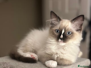 Ragdoll cats GCCF reg parents , pure breed ragdoll kittens 🤍 - Advert 11