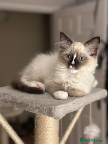 Ragdoll cats GCCF reg parents , pure breed ragdoll kittens 🤍 - Advert 12
