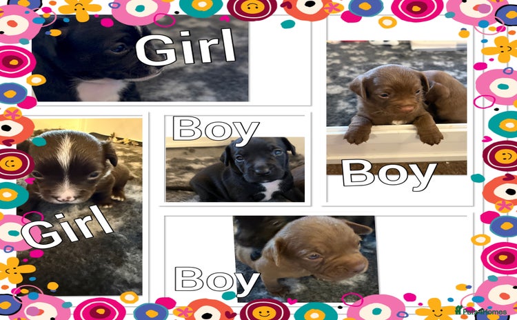 Mixed Breed dogs - Advert 10
