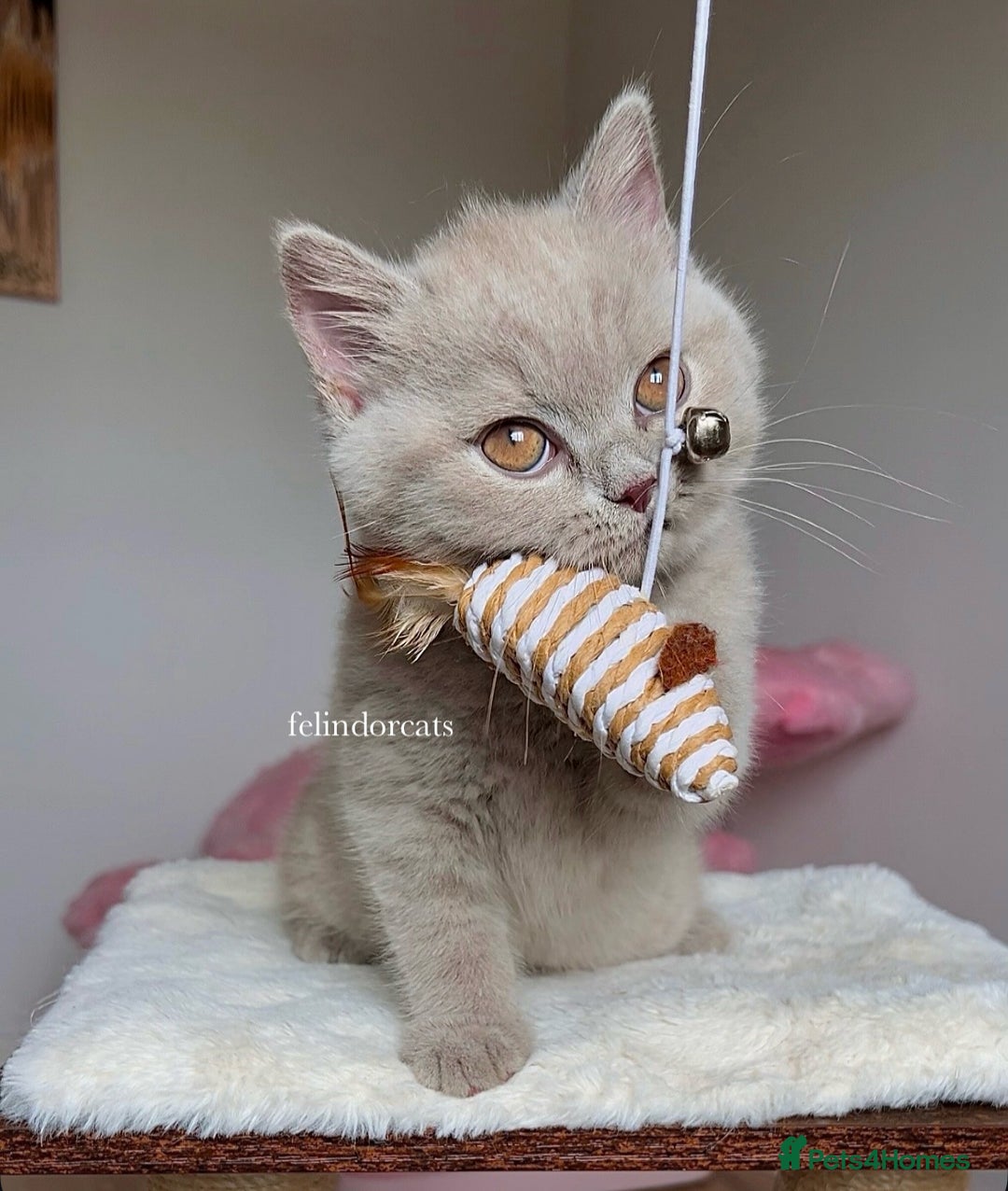 British Shorthair cats for sale: ✨Top quality lilac British shorthair✨ - Image 7
