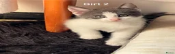 Mixed Breed cats for sale: Little kittens  - Advert 4