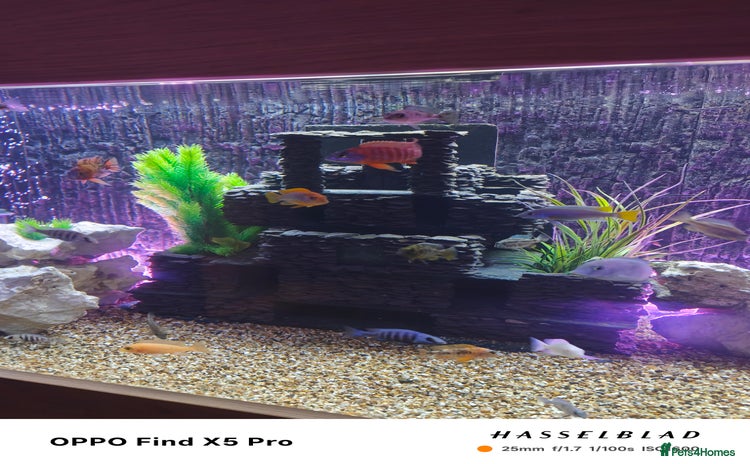 Cichlids fish - Advert 7
