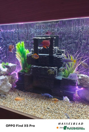 Cichlids fish - Advert 14