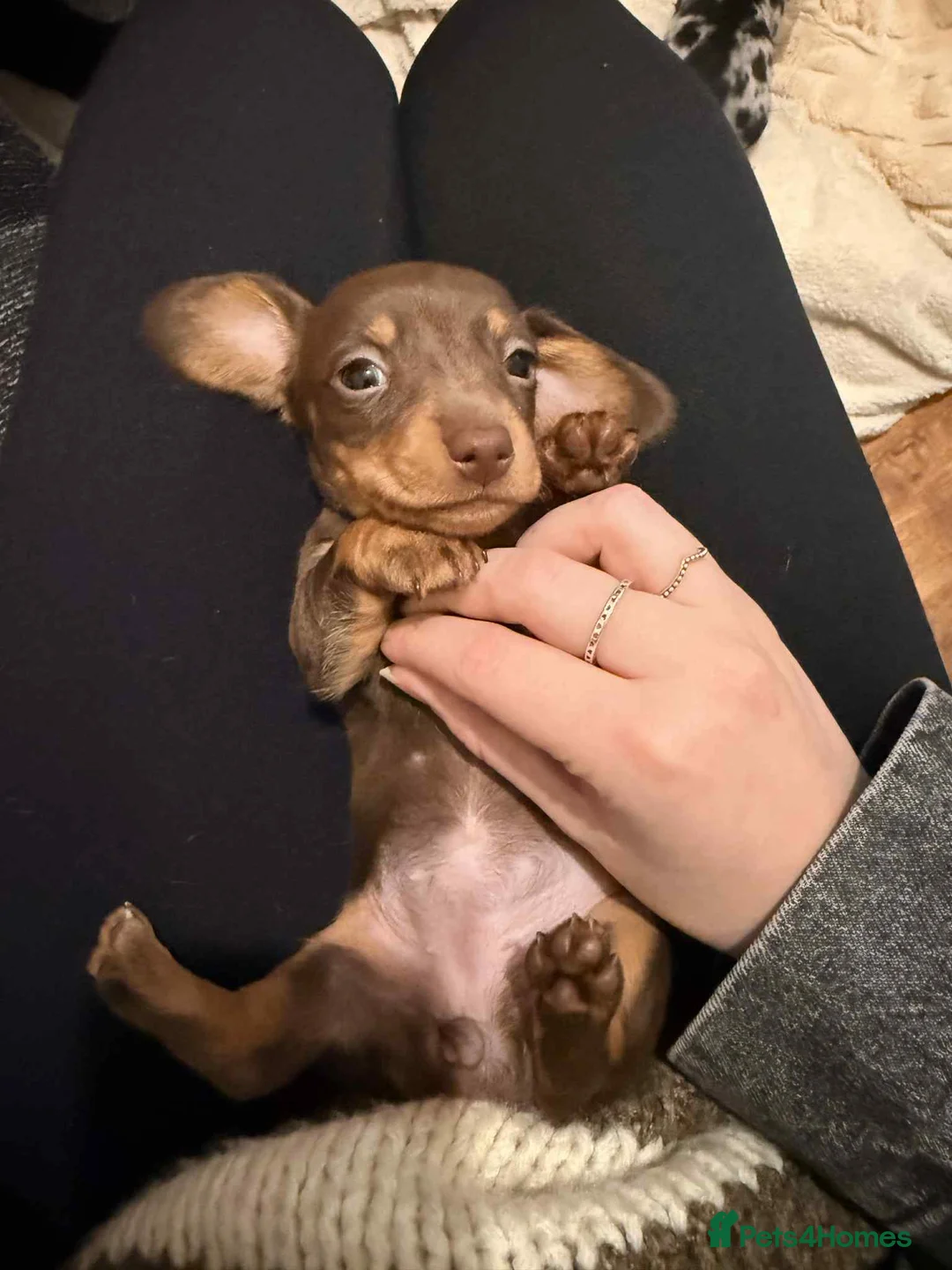 Dachshund dogs for sale: Beautiful miniature dachshund  - Advert 2