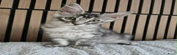 Maine Coon cats for sale: 3 Maine Coon kittens. - Advert 5