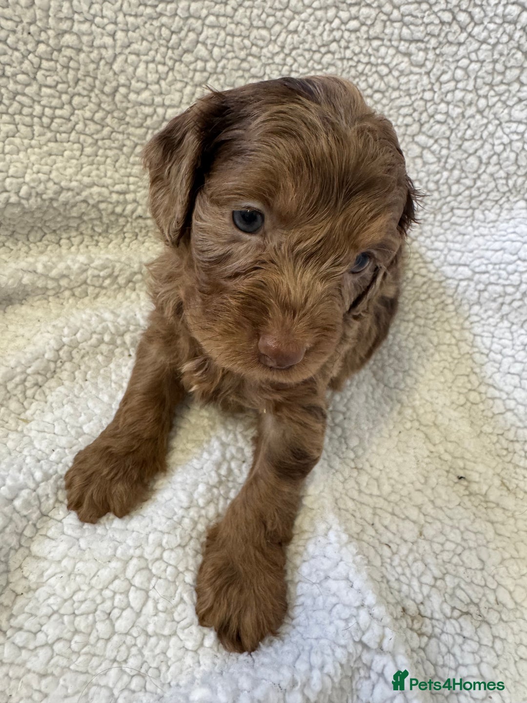 Cockapoo dogs for sale: F1 cockerpoo puppies  - Image 8