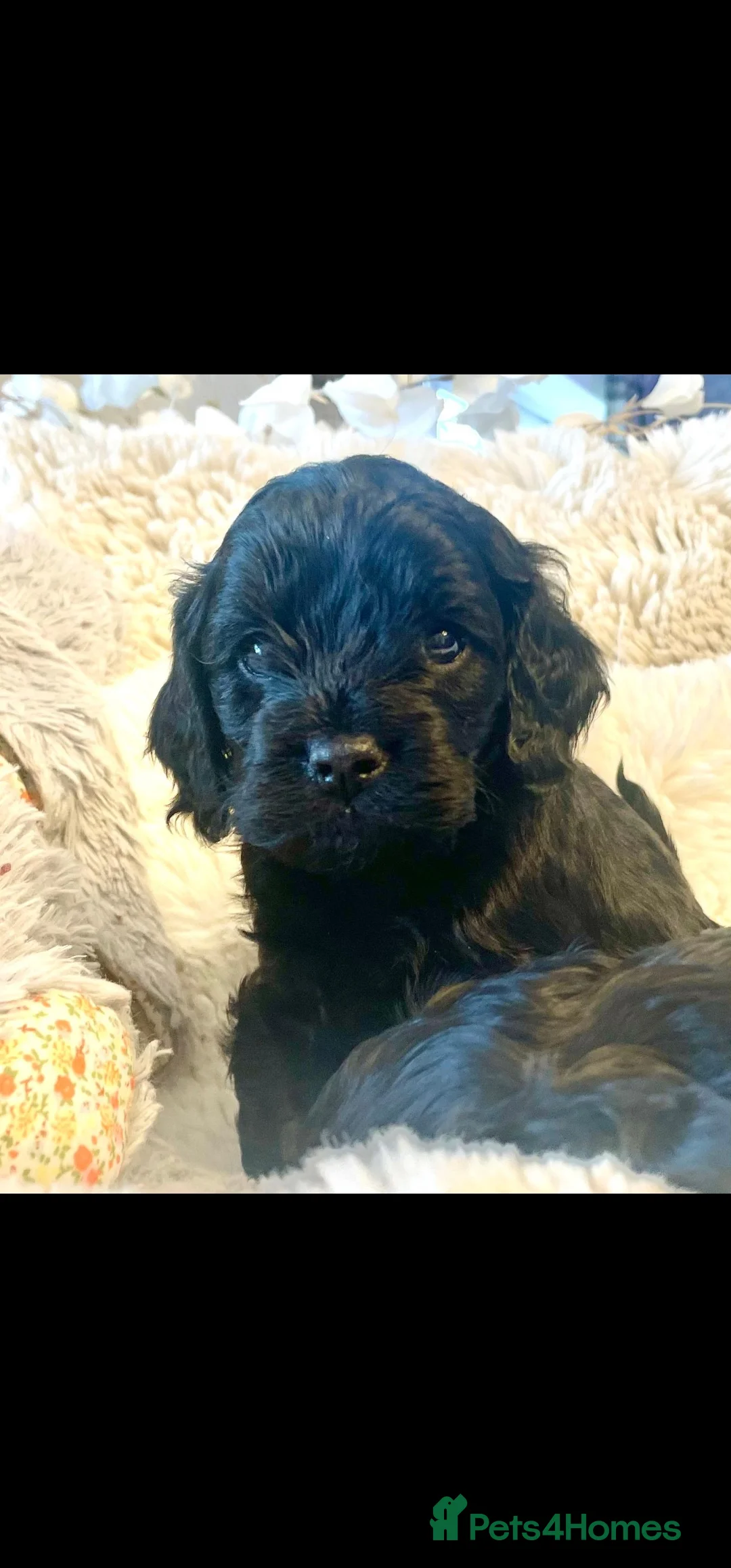Toy Poodle dogs for stud: Toy poodle stud boy  in Blackburn - Advert 28