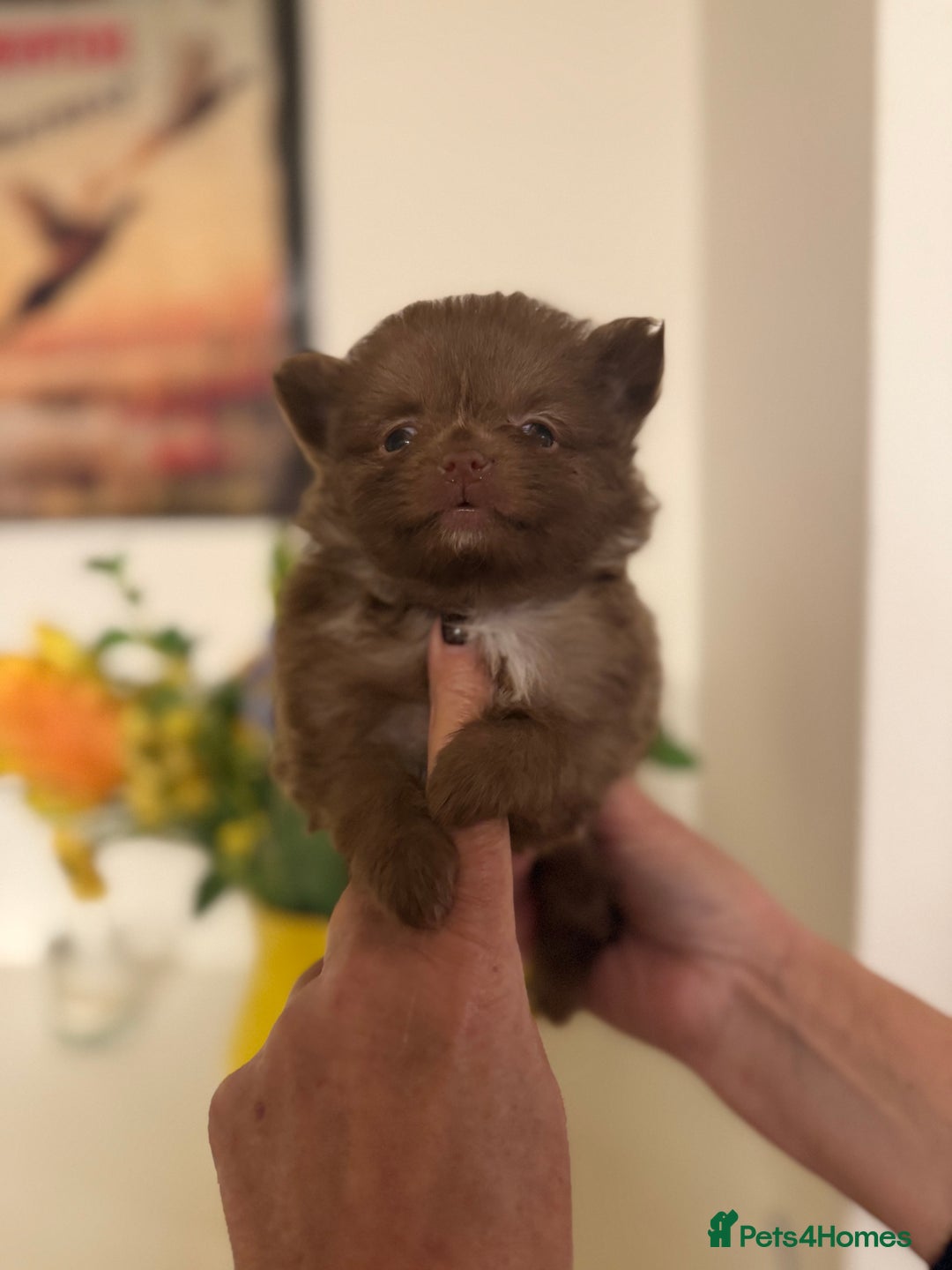 Pomeranian dogs for sale: POMERANIAN FEMALE KENNEL CLUB REGISTERED 🧸 FACES - Advert 4