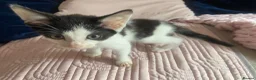 Ragdoll cats for sale: beautiful kittens 9 weeks old £50 each or 2 for 80 - Advert 5